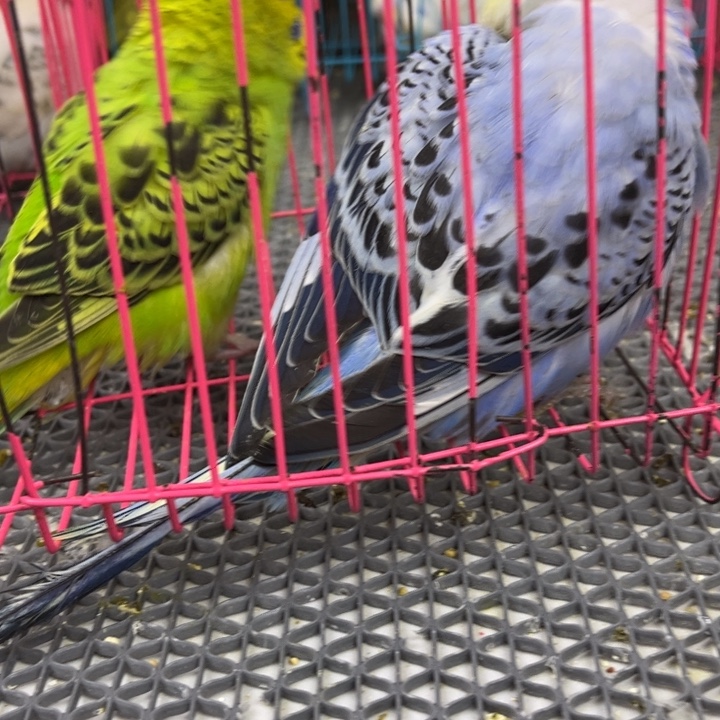 禾***糖虎皮鹦鹉虎皮鹦鹉