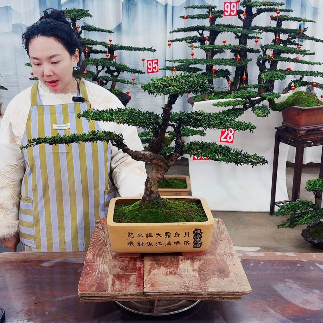 罗汉松和小女孩一起被一