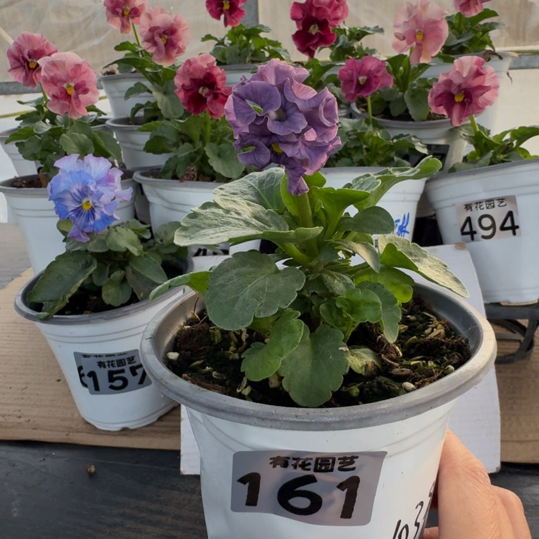 全部花朵161号角堇