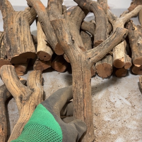 大果紫檀（缅甸花梨）曾***诺