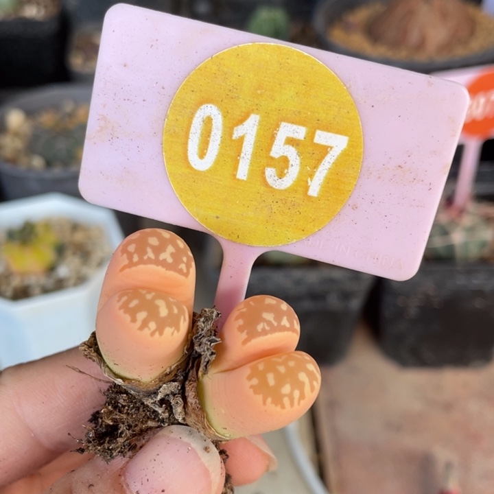 生石花双头锦0157