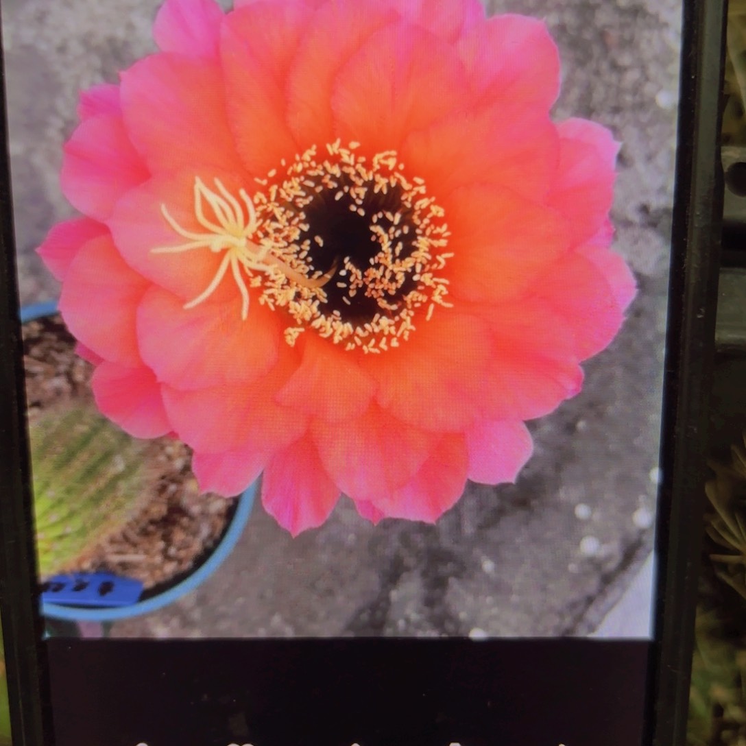 日落毛侧牙20包邮仙人球3