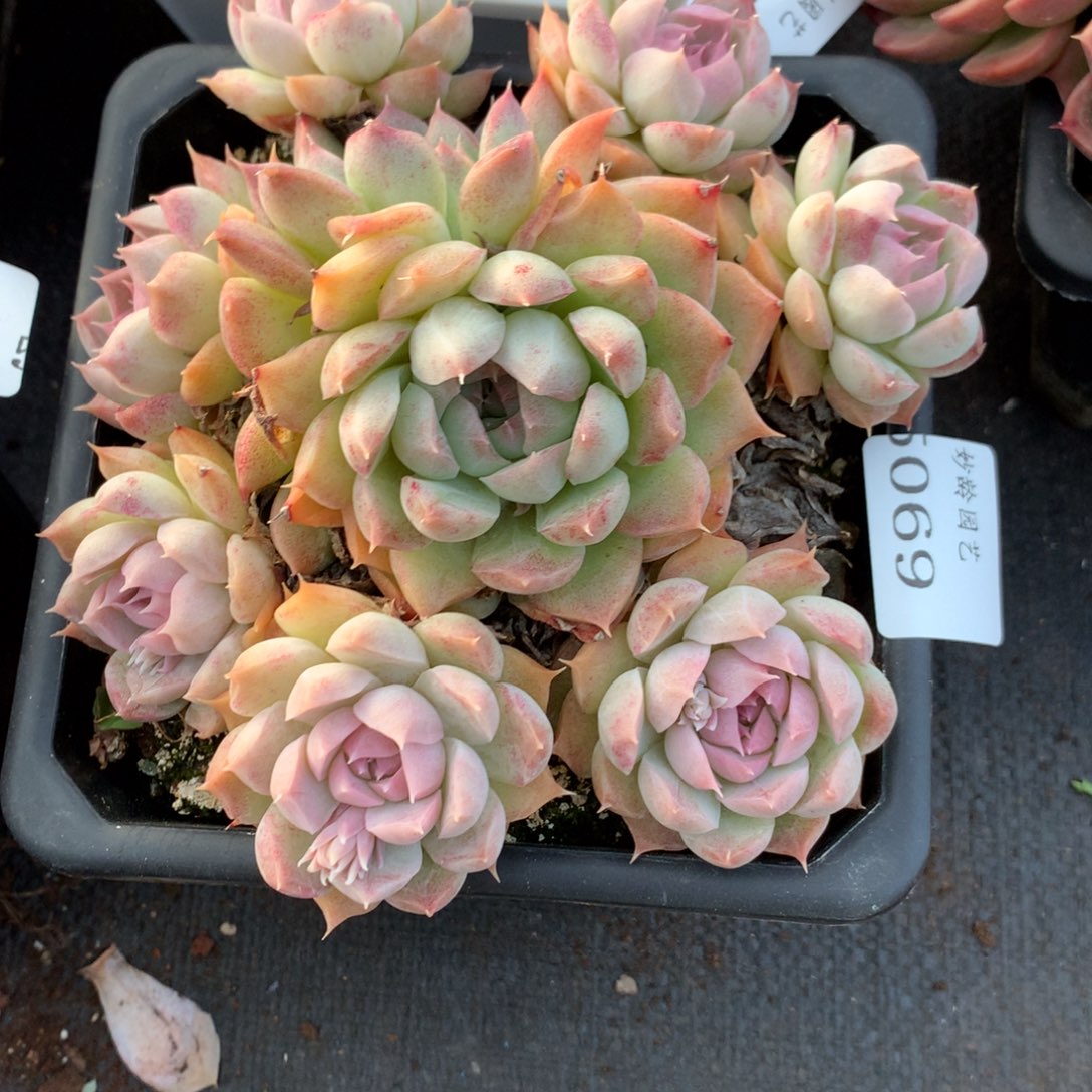 5069新年快乐发发发