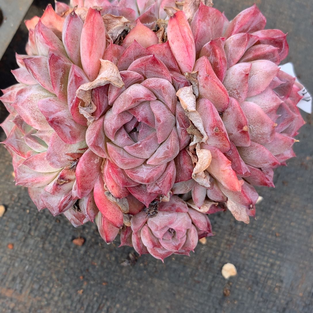 3291心开花不售后11厘米