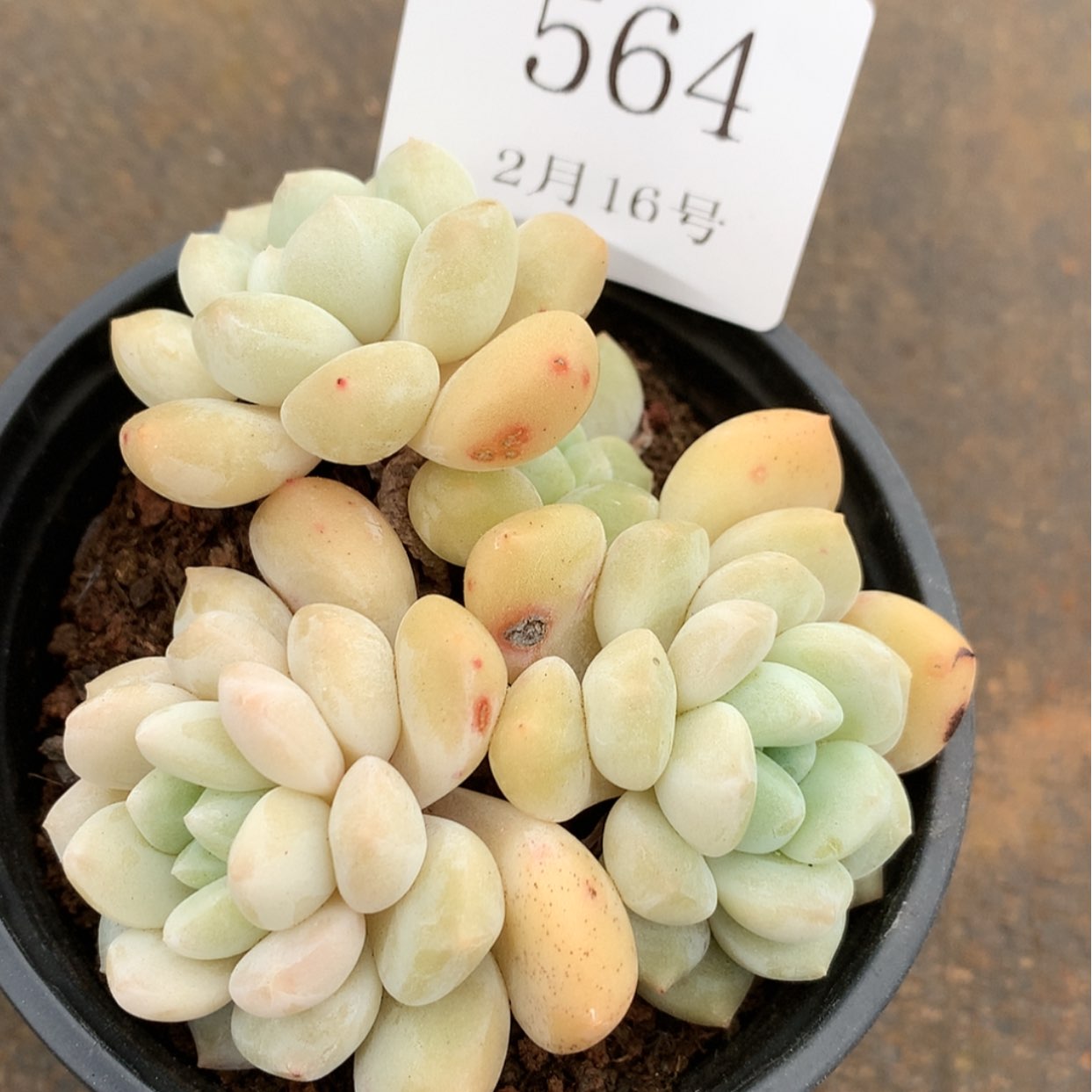 【闪购商品】云564