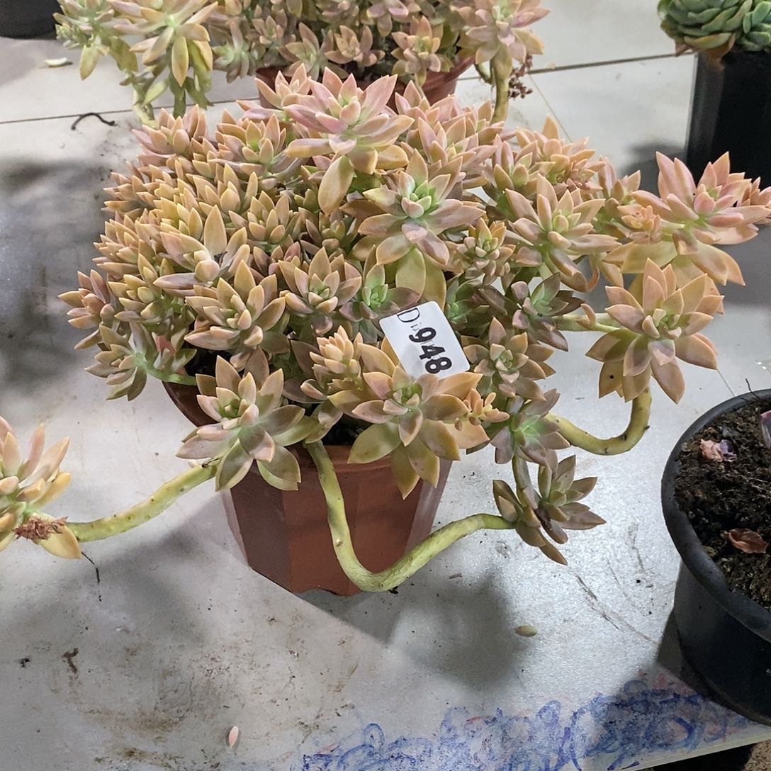 奈*948橙色恋人多肉植物
