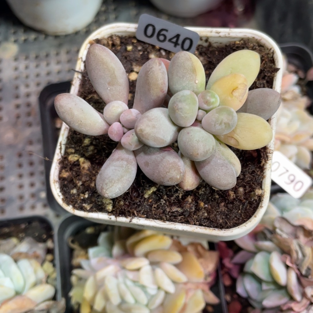 仙子奶酪锦多肉植物