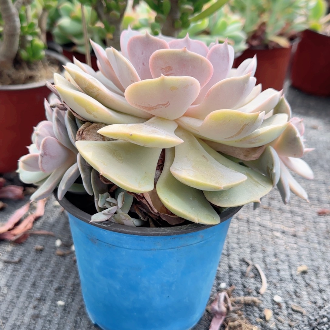 无花朵露娜莲蓝盆