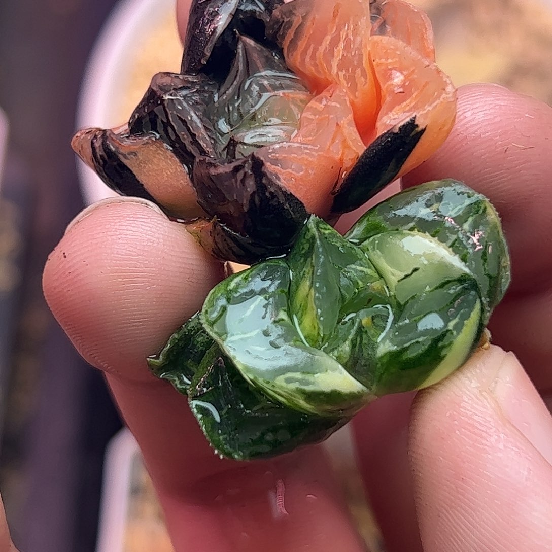 710超值组合十二卷多肉