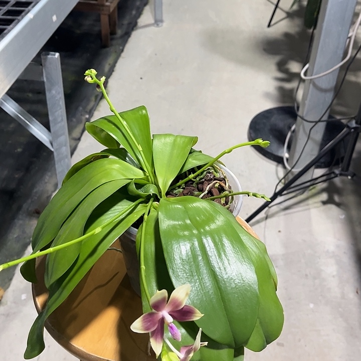 大部分开放少量花苞4苗7花剑