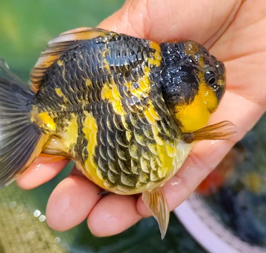 精品熊猫玛丽金鱼冷水观赏鱼百褶泰狮宠物鱼好养耐活