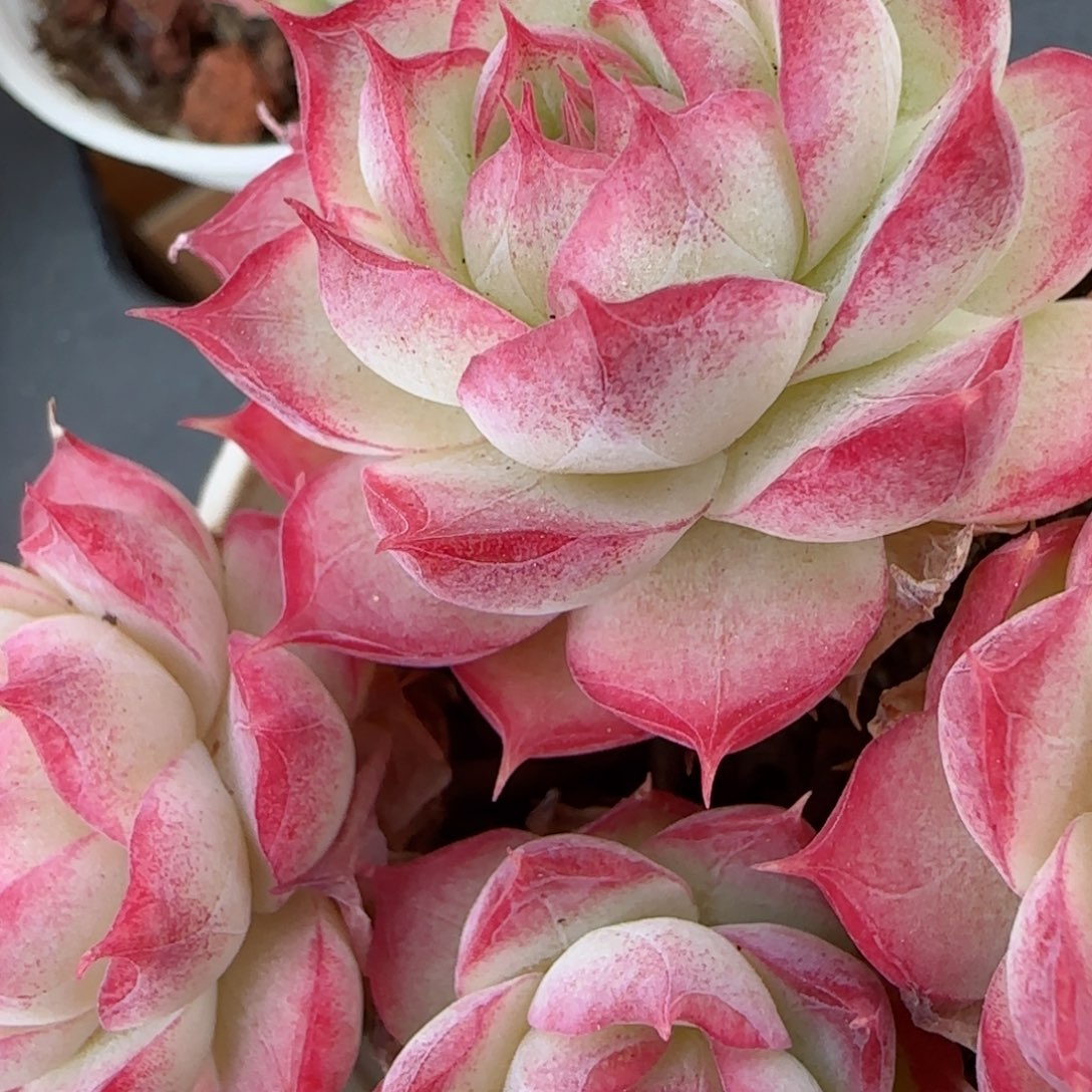 花语逸镜0206-567