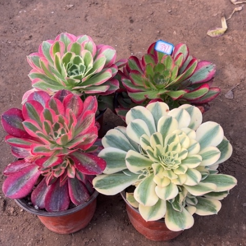 897多肉植物组合