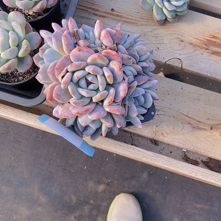 卉****335星影一颗1111111