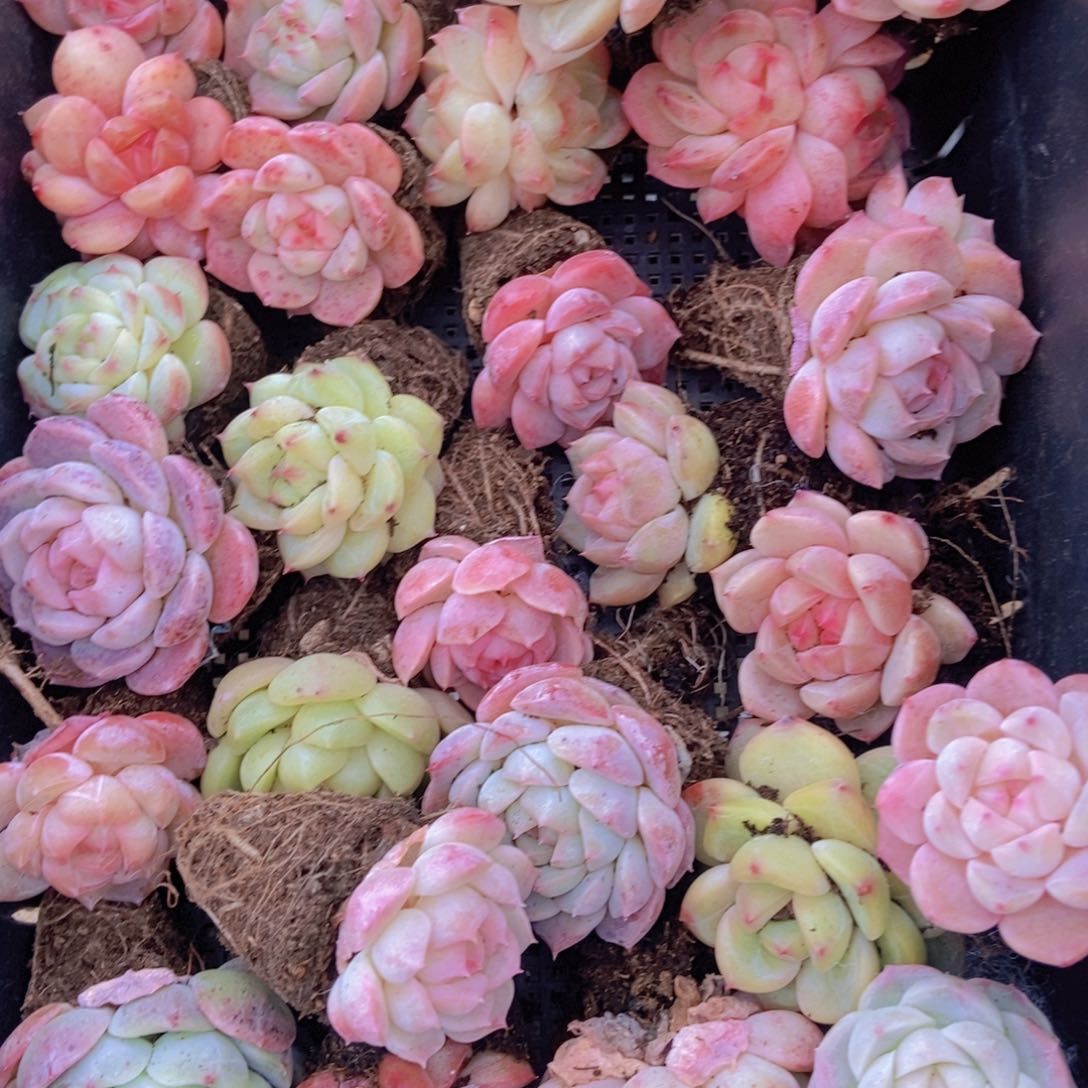 精品多肉植物保底30