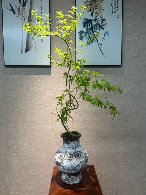 流泉枫艺术盆景室内绿植客厅茶室装饰好养易活