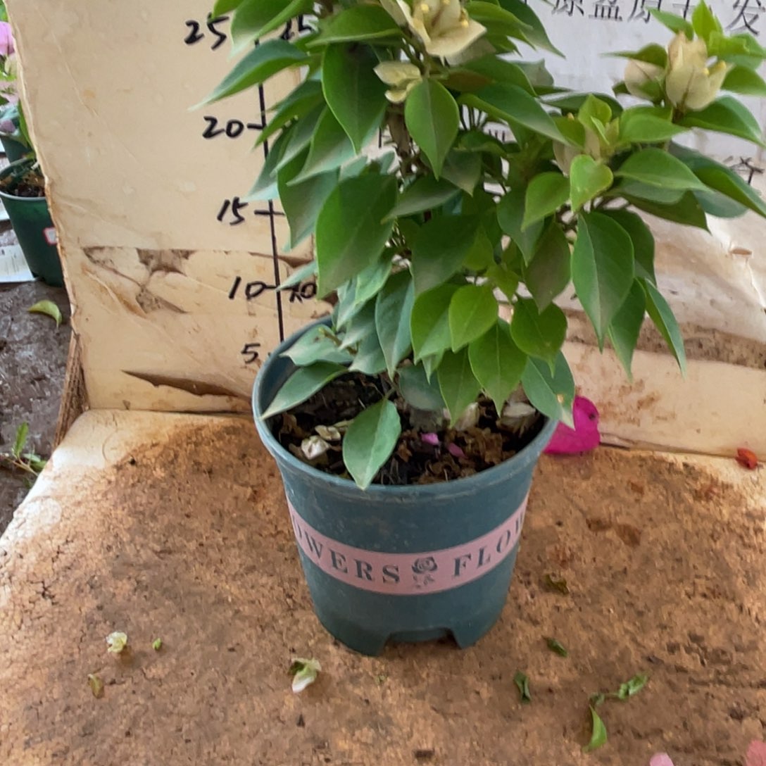 当前无花栽培后可以开花塔黄