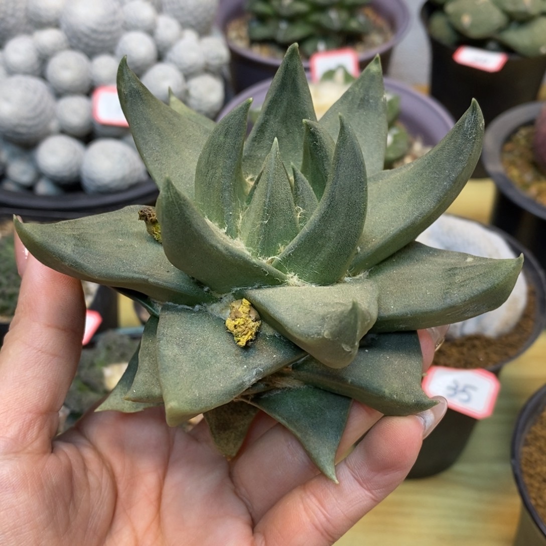     38号 苗接 宽版龙牙11公分无根