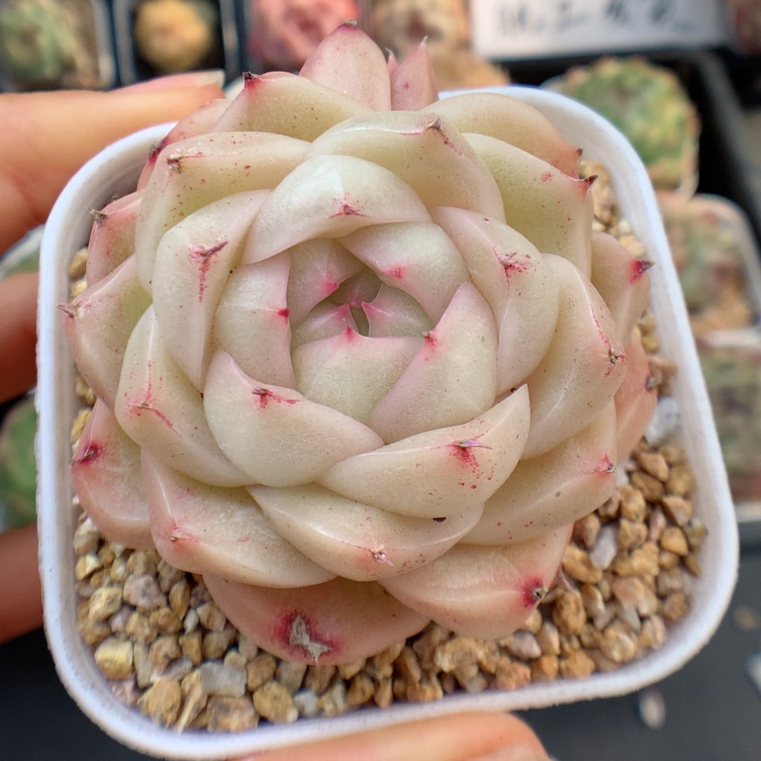 多肉植物。 麦秆60