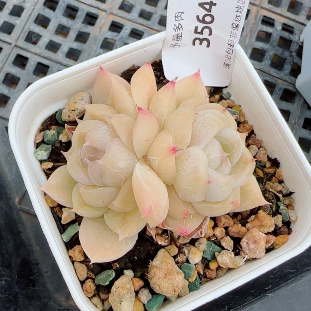 黄体麦秆，3564带盆发