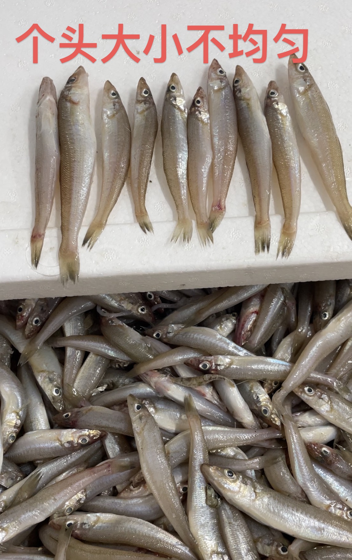 大连野生沙丁鱼 大小不一介意破肚勿拍 
