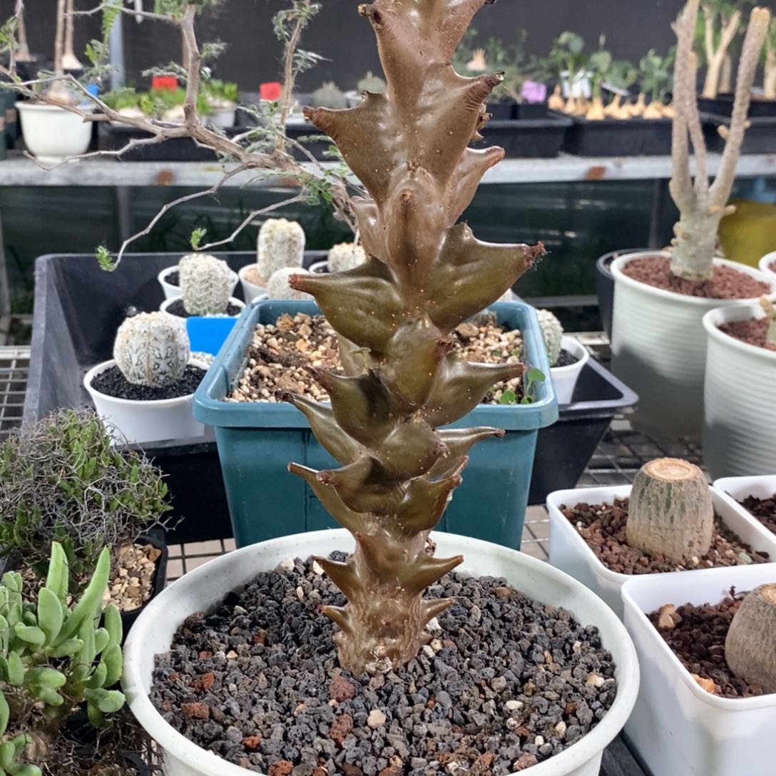 墨西哥角橄榄多肉