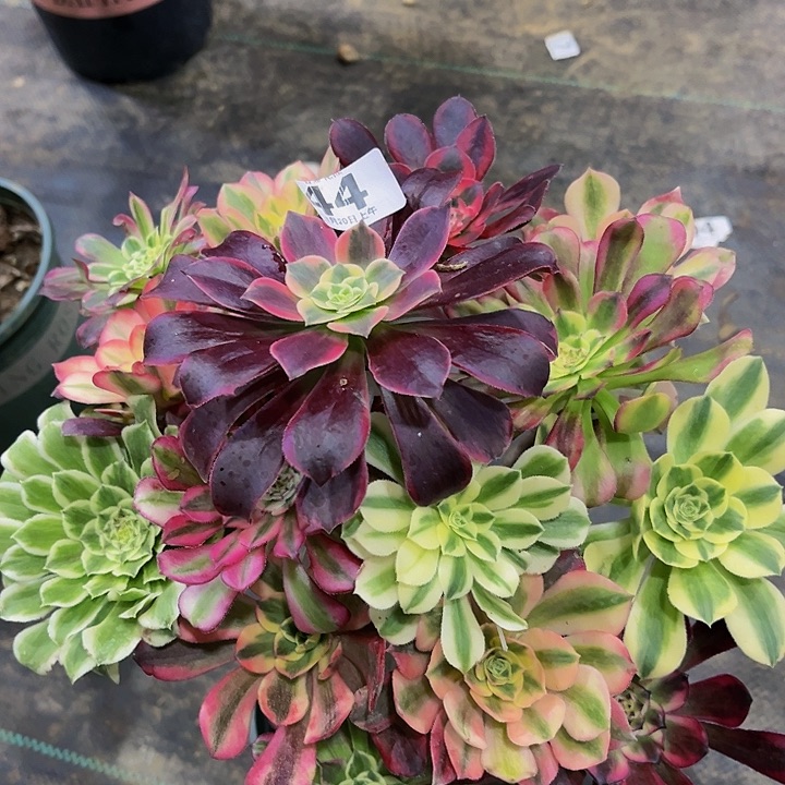 嫁接法师的44444