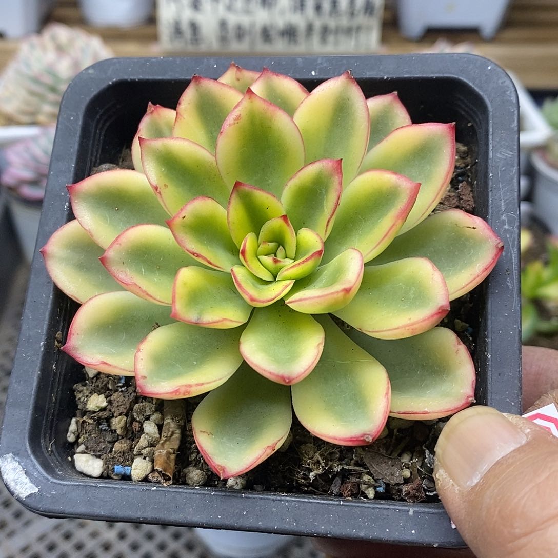 0892 紫梦覆轮锦