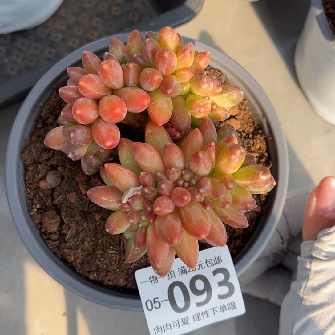 爱****斯千代田缀化多肉单头多肉