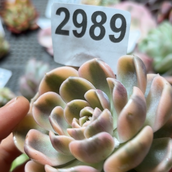 汉堡锦多肉植物啊