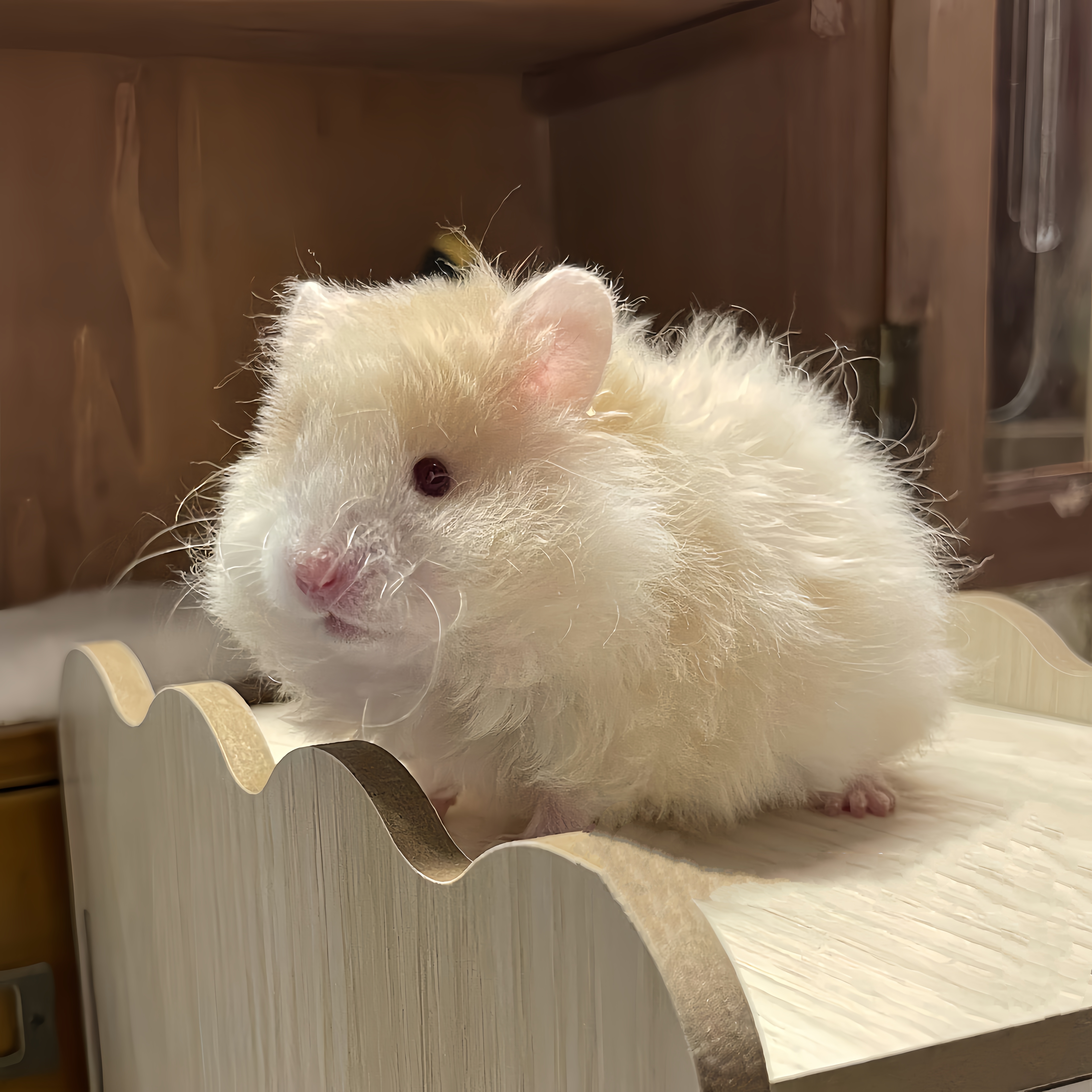 家养长毛金丝熊仓鼠活物波利金丝熊宠物家养大体卷毛金丝熊