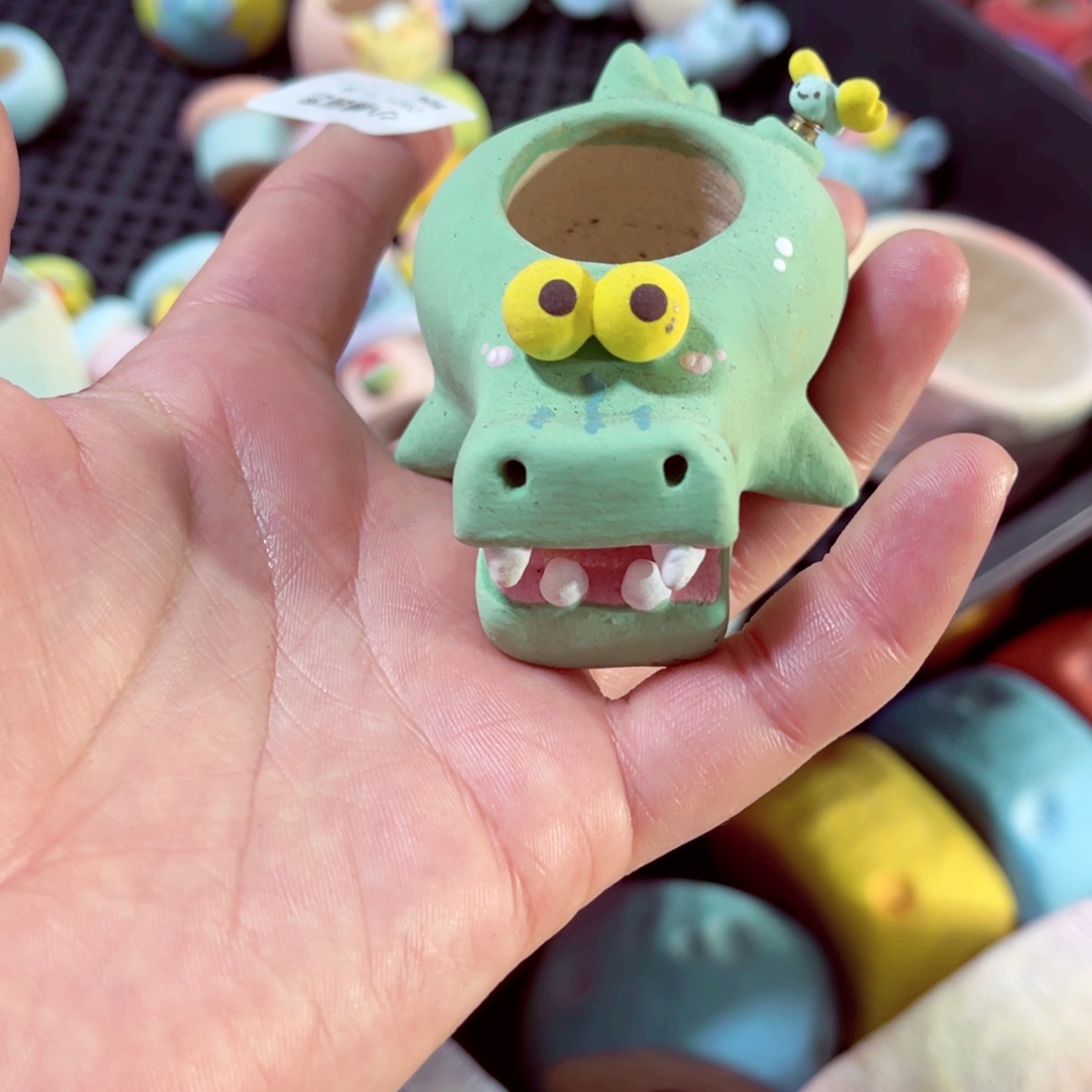 504号带盆包邮发货