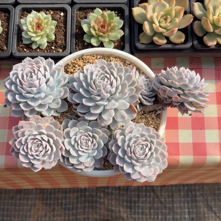 雪球群生一物一拍