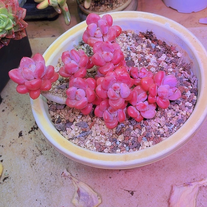 小***儿白露多肉植物一物一拍精品