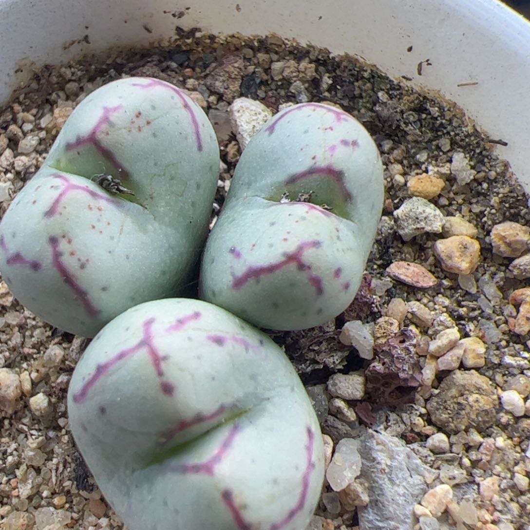 大家过年好222272