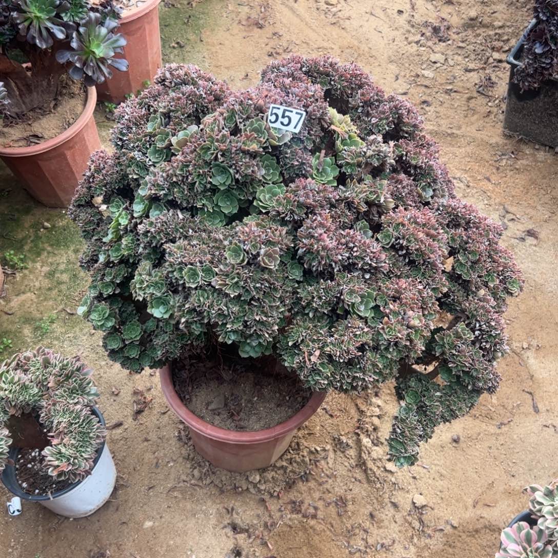 玫瑰朵缀557冠服53