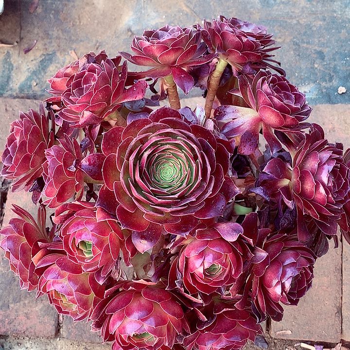 赤焰莲，多肉植物