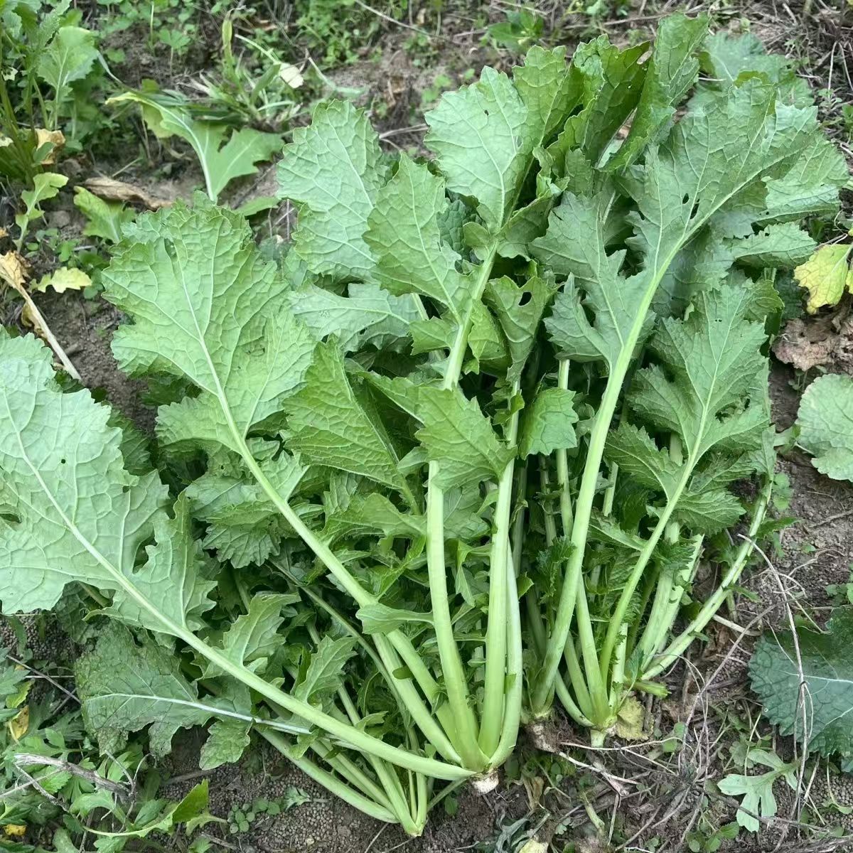 【腊菜】野生腊菜现挖现发3斤