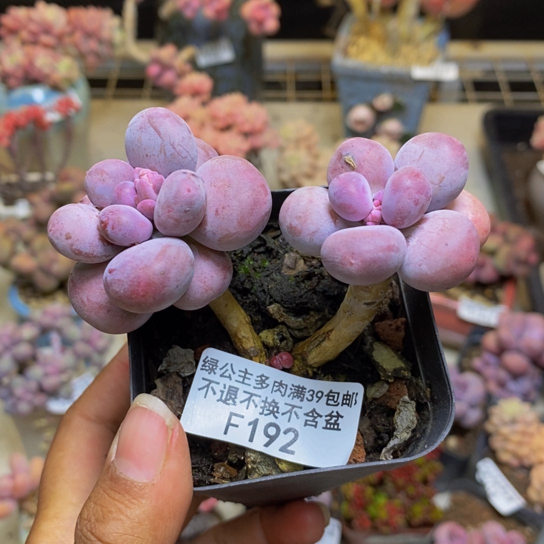 192彩虹奶多肉5cm