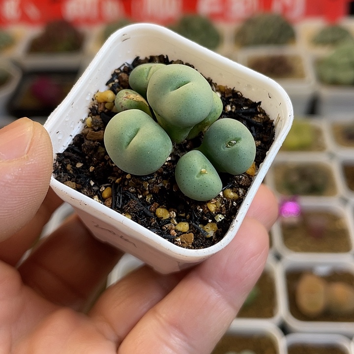 佳人园艺多肉生石花紫花大饼20