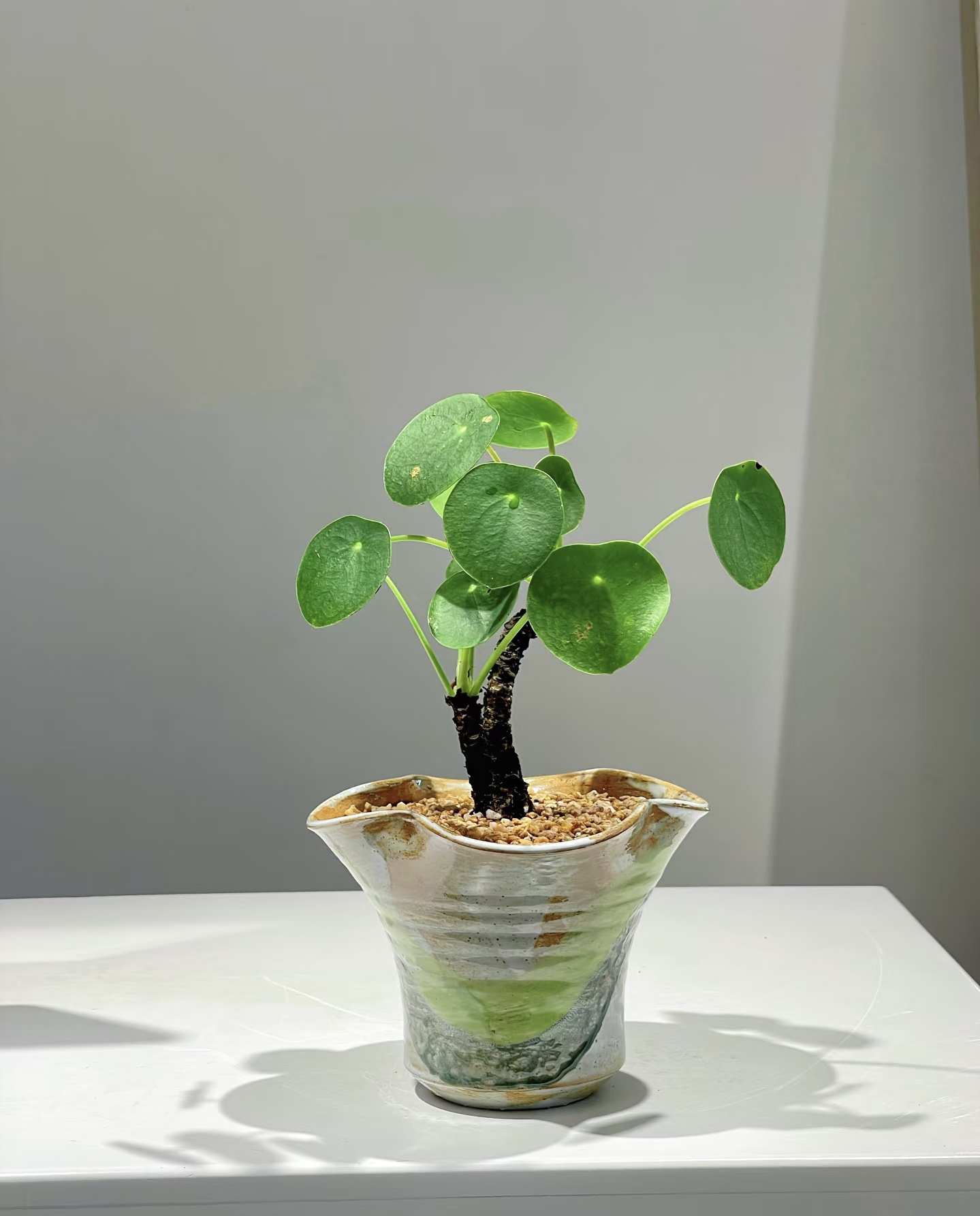 室内桌面好养老桩镜面草观叶植物原盆0º以下拍保温-5º以下勿拍