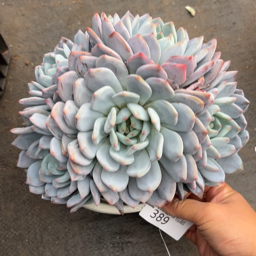 389梦露群大群多肉植物