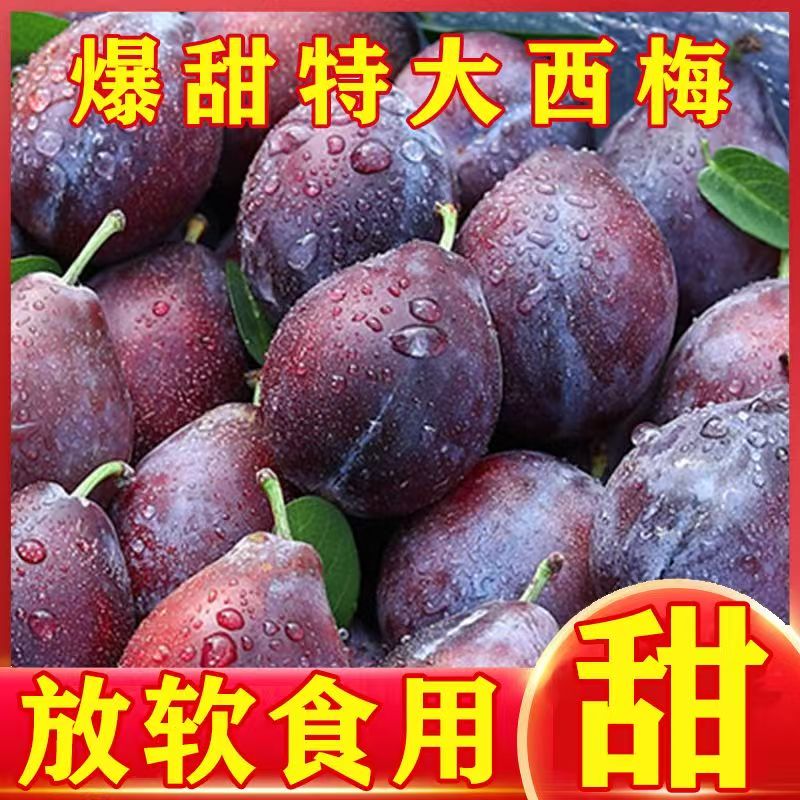 新鲜正宗【法兰西西梅】现摘现发西梅  当季新鲜水果西梅放软更好吃