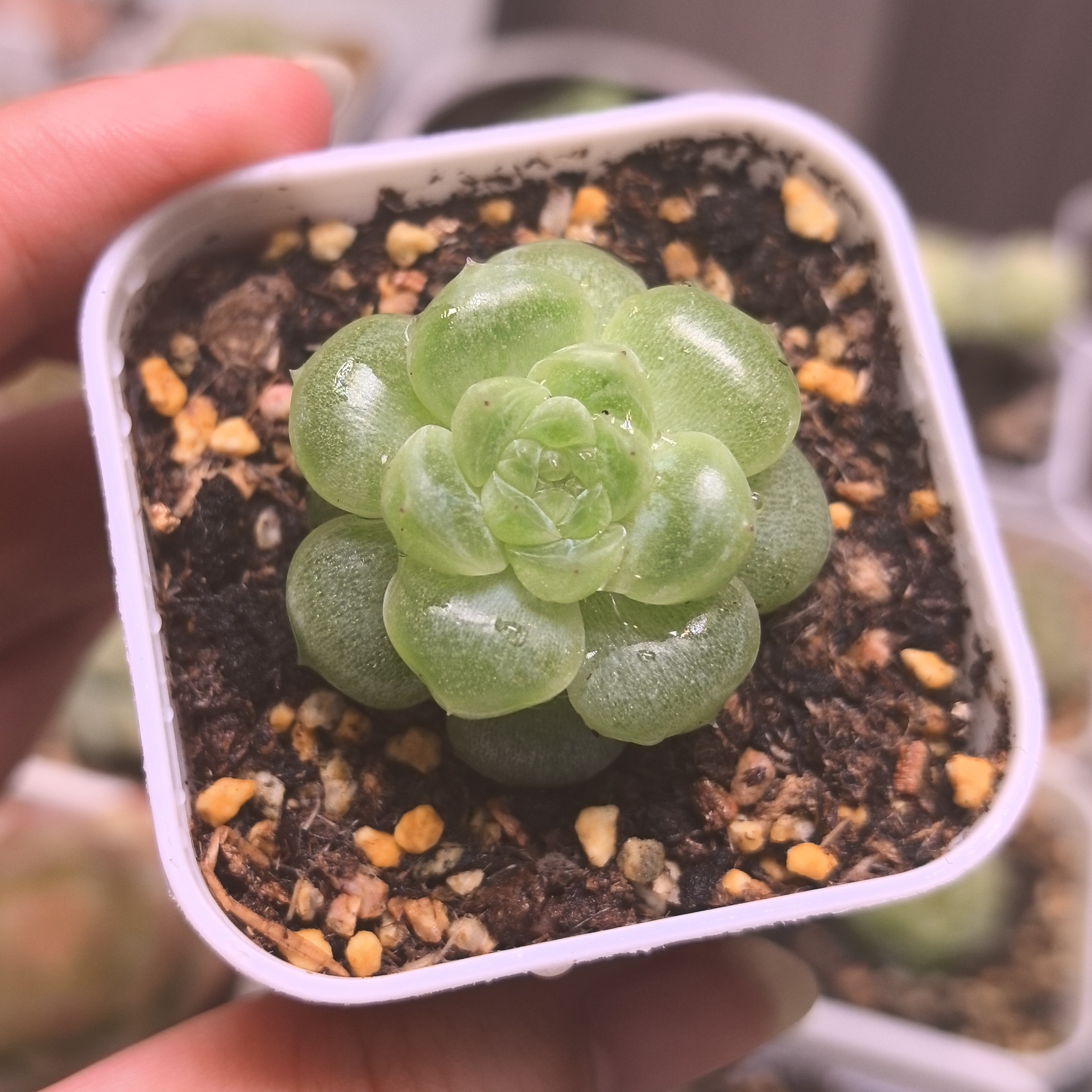 鱼柒财富多肉一物一拍