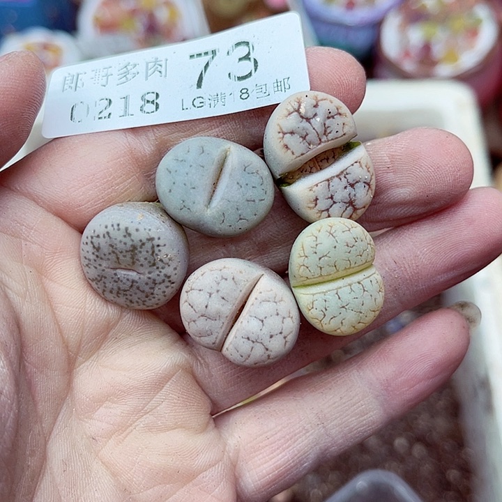 郎哥多肉生石花18-73