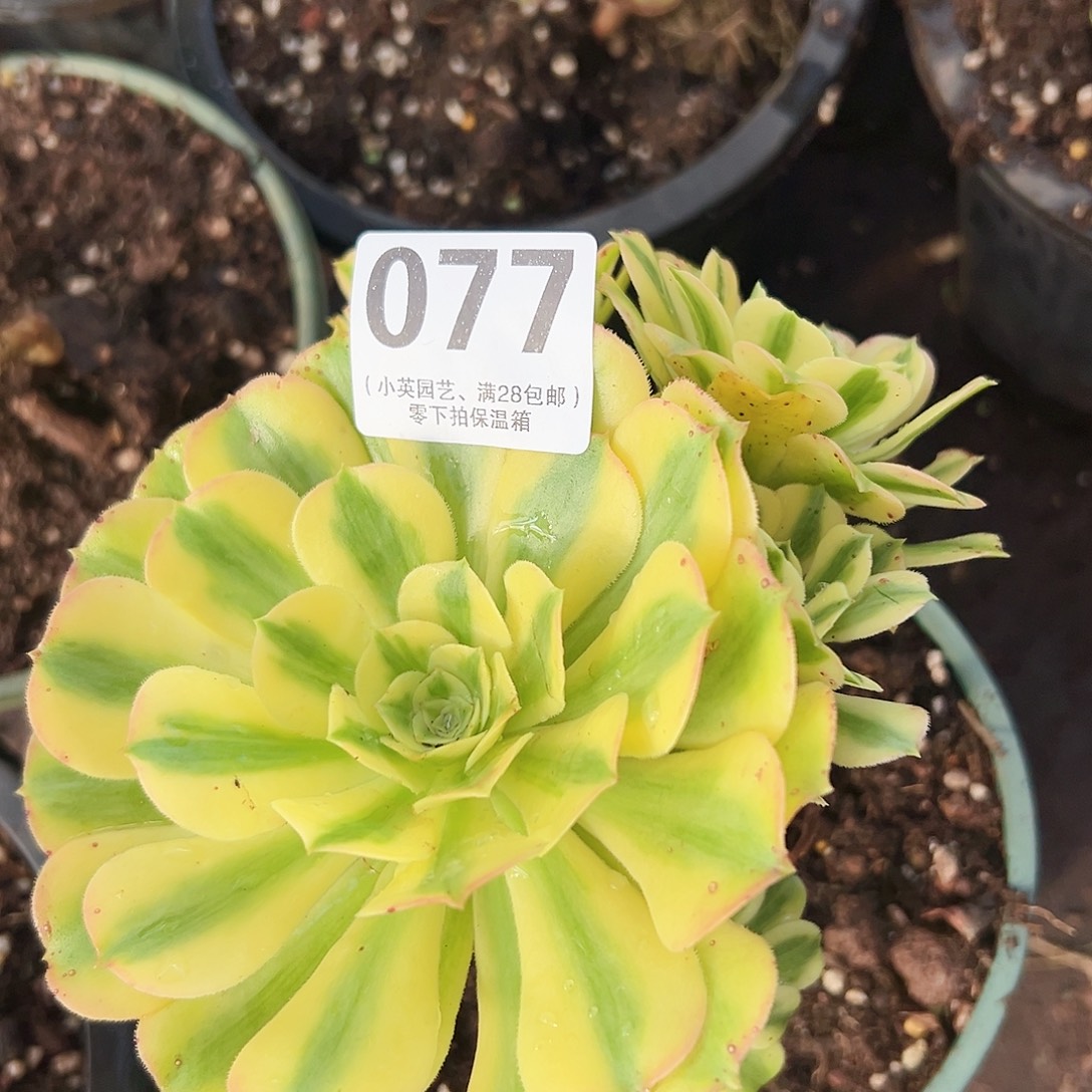 多肉植物多肉植物077 