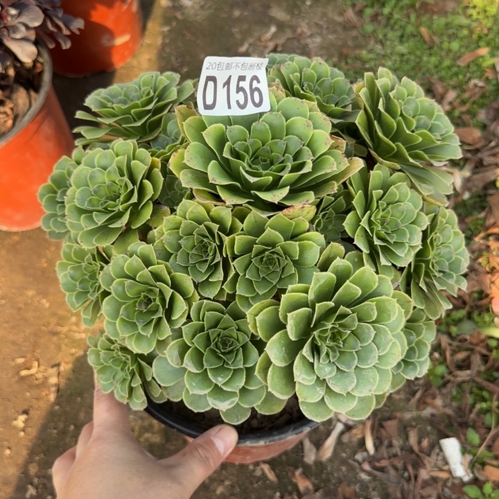 魅灵玫瑰……多肉植物……