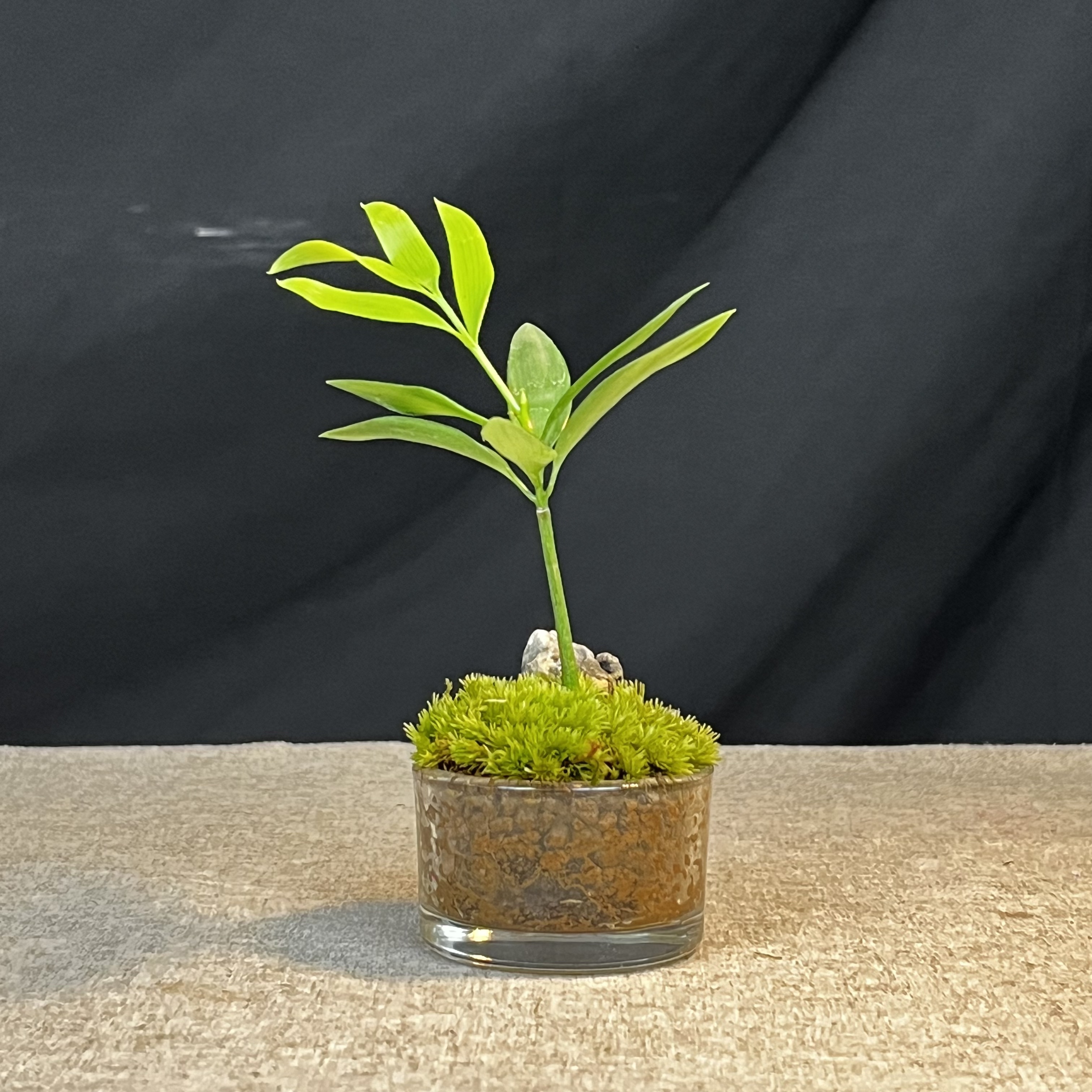 mini竹柏—单棵竹柏玻璃杯掌上绿植上班族办公桌摆件微景观