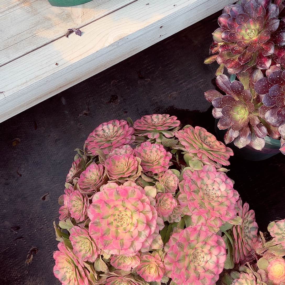 法师多肉植物粉钻