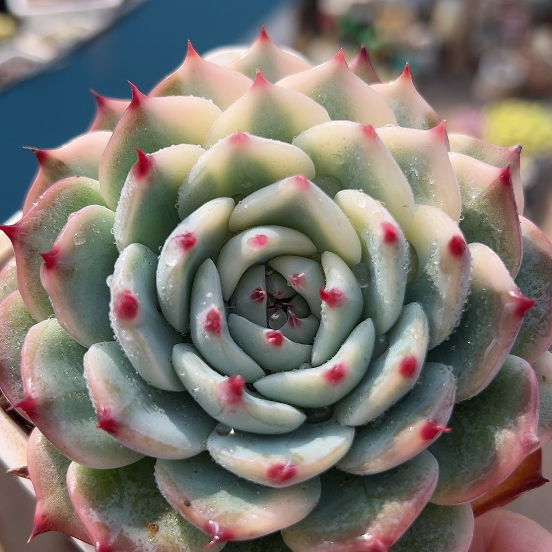 吉娃娃锦，多肉植物